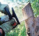 Best Stump Grinding and Removal  in Brent, AL
