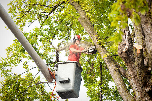 Best Tree Preservation Services  in Brent, AL